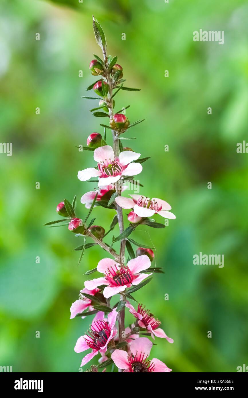 Eine Nahaufnahme der Blumen eines Teebaumes (Melaleuca alternifolia) auf dem unscharfen Hintergrund Stockfoto