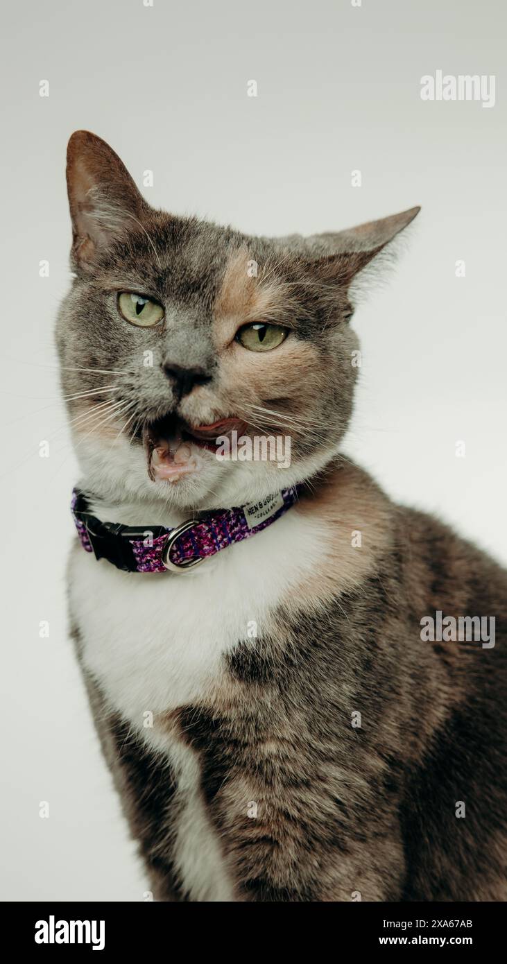 Eine Katze mit Kragen sitzt vor weißem Hintergrund Stockfoto