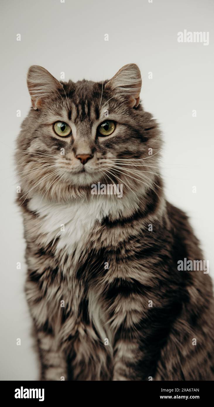 Eine Katze mit Kragen sitzt vor weißem Hintergrund Stockfoto