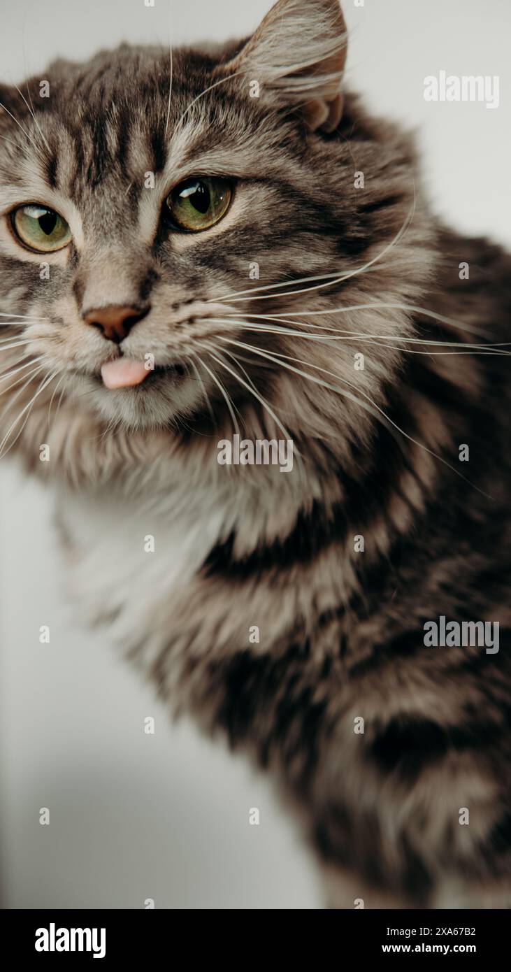 Eine Katze mit Kragen sitzt vor weißem Hintergrund Stockfoto