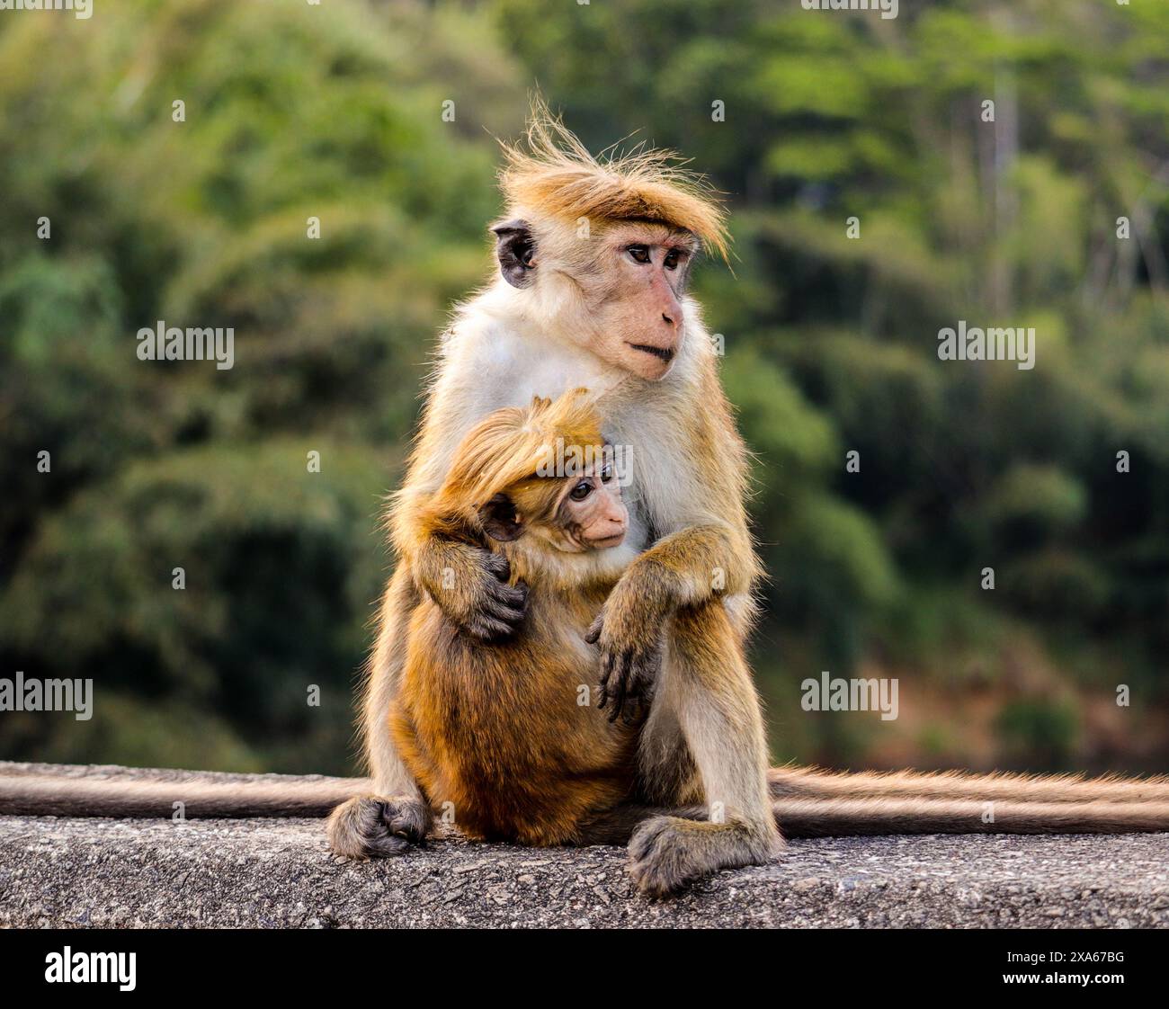 Ein Makaken-Affe mit Baby auf Felsen in der Nähe von Bäumen Stockfoto