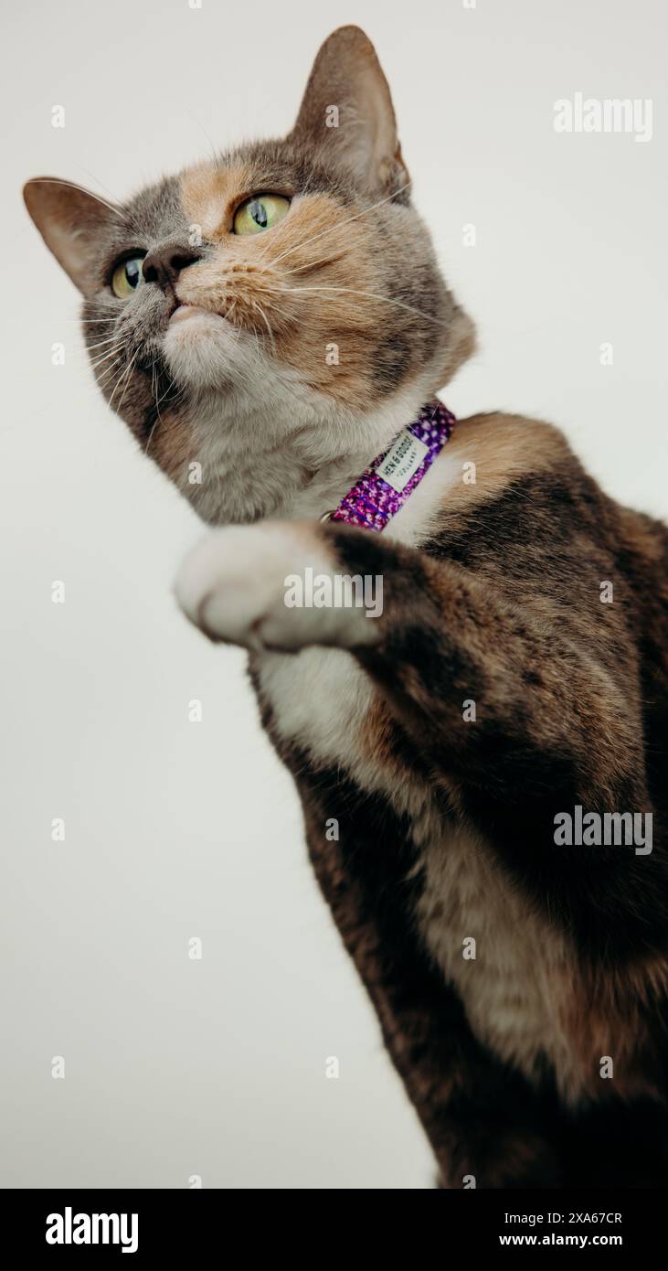 Eine Katze mit Kragen sitzt vor weißem Hintergrund Stockfoto