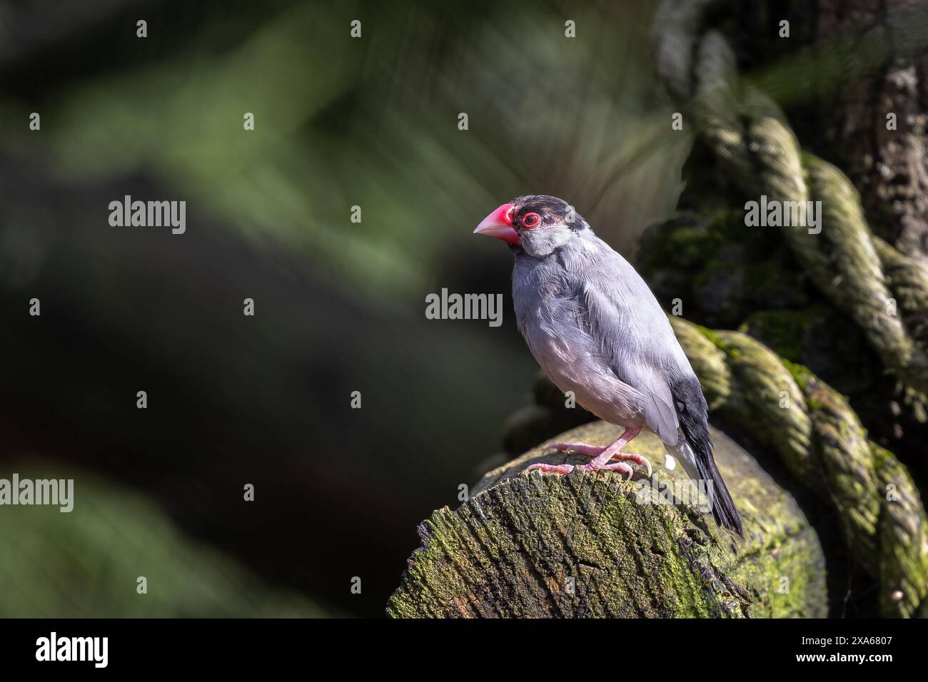 Ein kleiner Reisvogel mit einem leuchtend roten Schnabel, der draußen auf einem felsigen Felsvorsprung thront Stockfoto