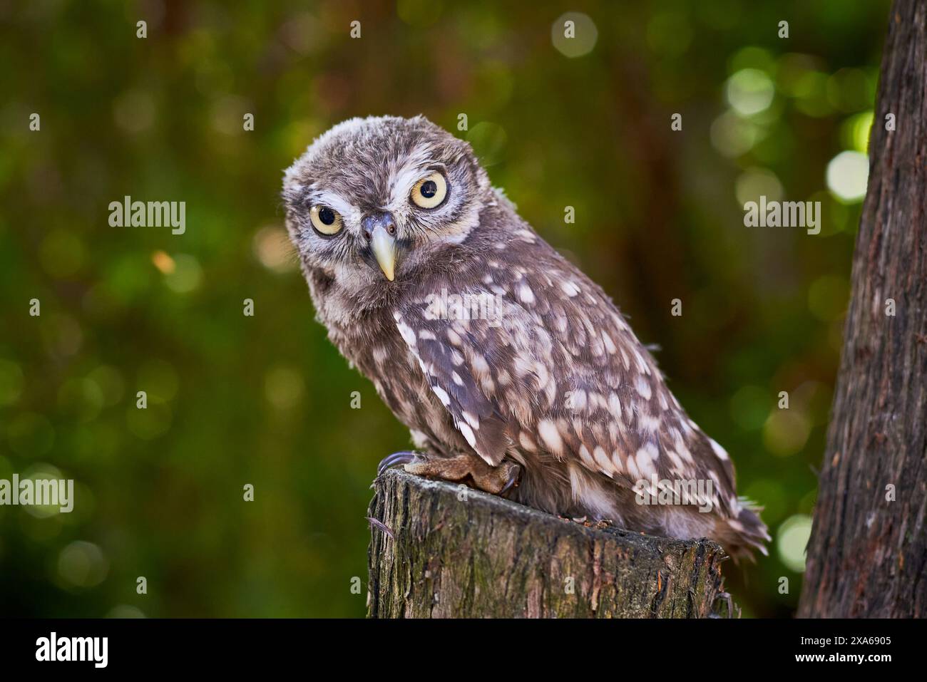 Kleine Eule Jungvogel Nahaufnahme (Athene noctua) Stockfoto
