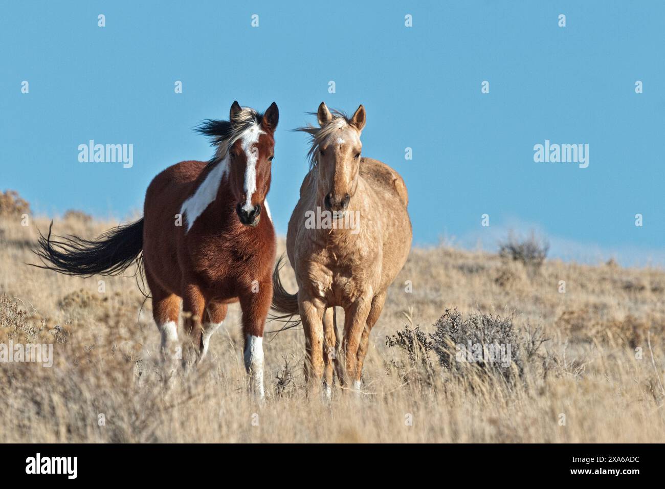 Die Steens Mountain Wildpferde können von Pinto über Buchsleder, Sauerampfer, Bucht, Palomino, Graubraun und Schwarz reichen. Stockfoto