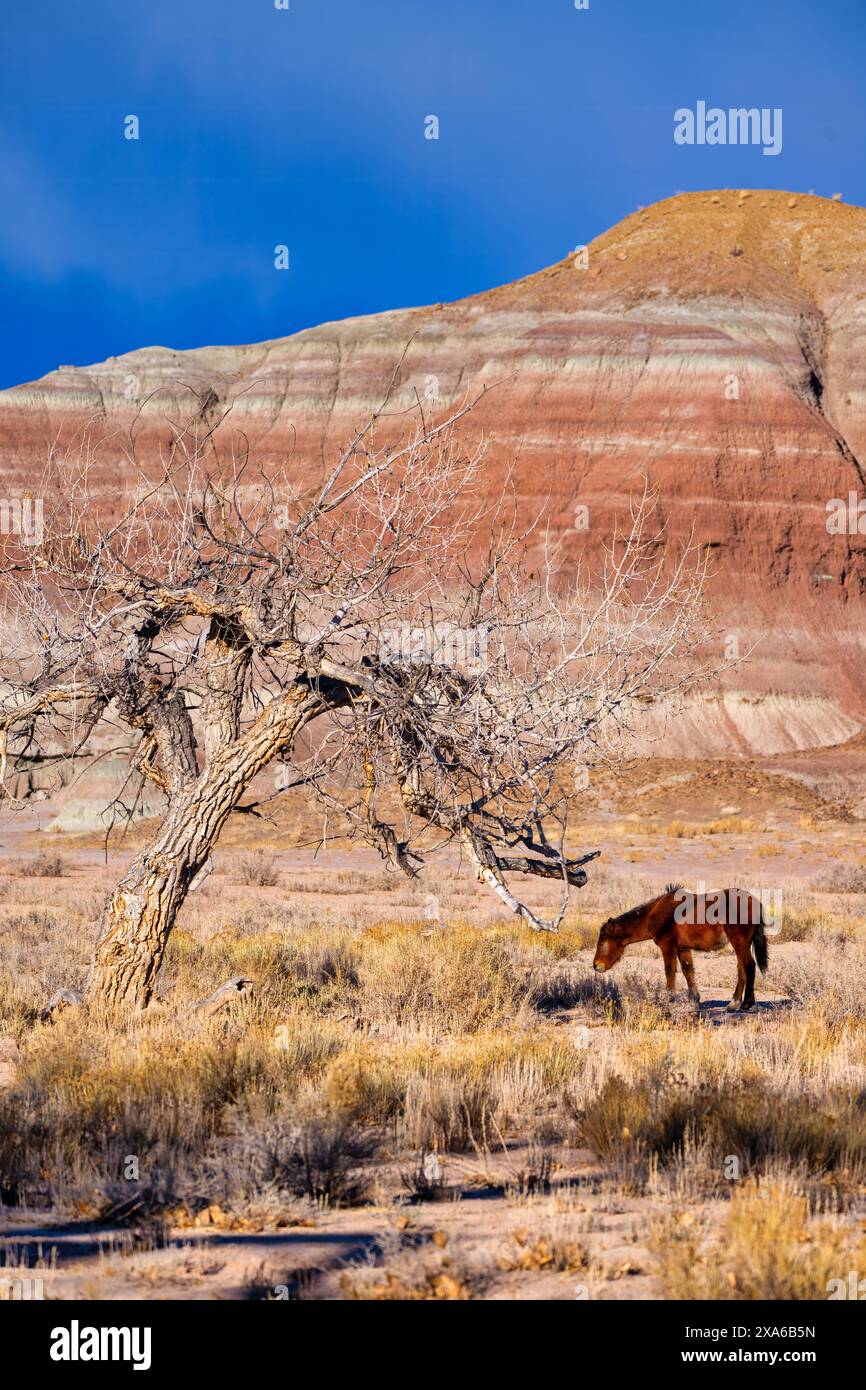 Die wilden Pferde im Fantasy Canyon Utah Stockfoto