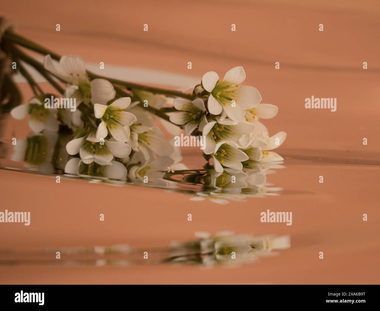 Blumen im Wasser auf einem Holztisch mit schönen Reflexen Stockfoto