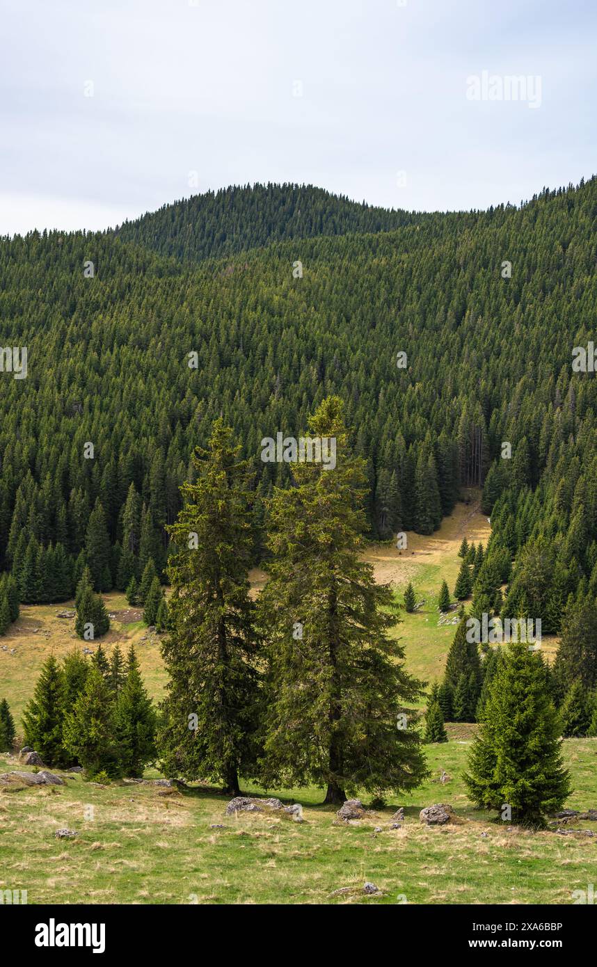 Kiefern in einem Feld mit Blick auf die Bucegi Berge, Rumänien Stockfoto