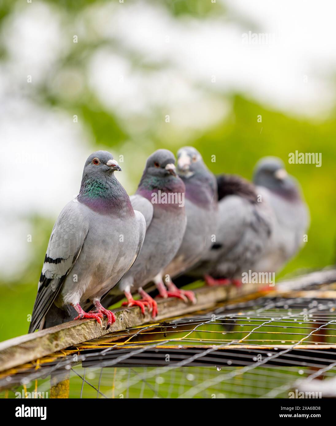 Tauben, die auf dem Käfiggestell sitzen Stockfoto