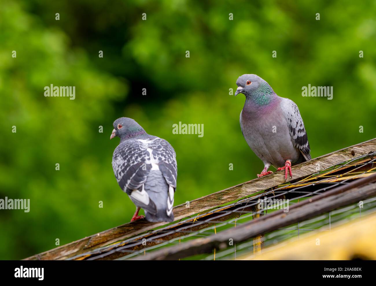 Zwei Vögel auf Holzbalken auf dem Dach Stockfoto