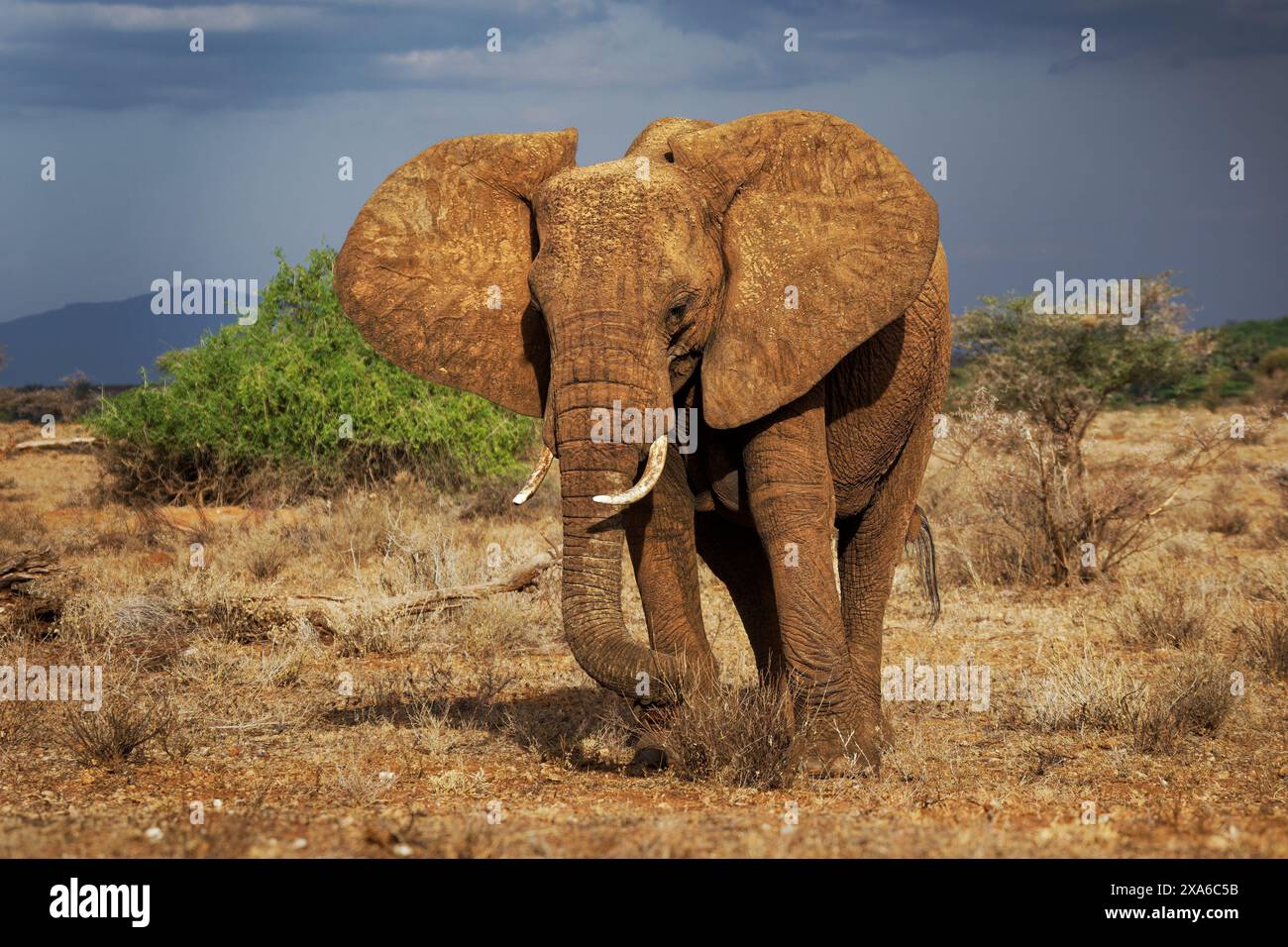 Afrikanischer Buschelefant - Loxodonta africana im Samburu Reservat in Kenia, großes Tier mit Stamm und weißen Stoßzähnen, das in der Halbwüste steht und o isst Stockfoto