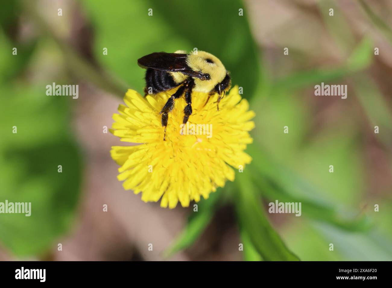 Bild einer Hummel, die Pollen aus einem Löwenzahn sammelt, mit Pollen auf dem Kopf. Stockfoto