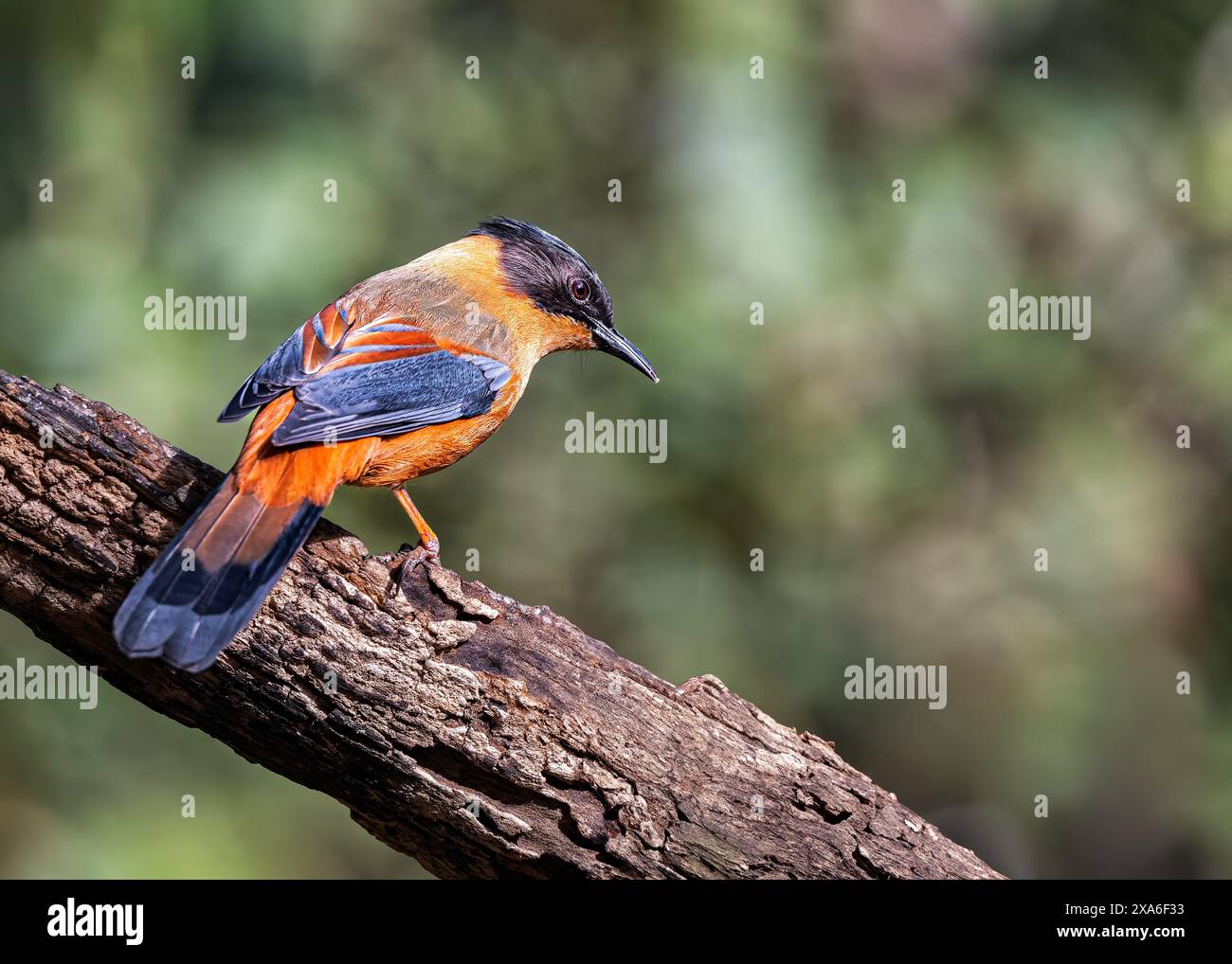 Ein Rufous Sibia in Sattal, Uttarakhand, Indien Stockfoto