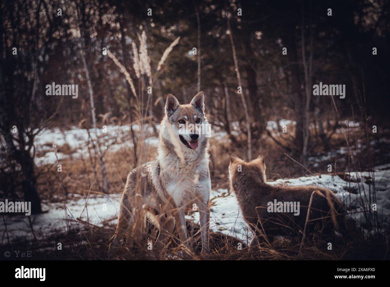 Ein Wolfswelpe, der in die Ferne blickt, in einer Umgebung im Freien. Stockfoto