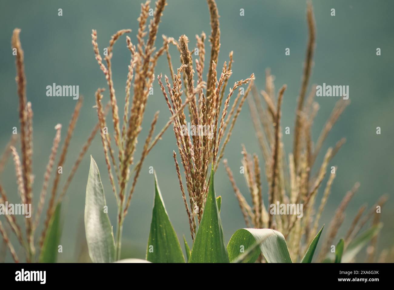 Nahaufnahme junger Maispflanzen mit Quasten in einem Bauernhof, die ein Gefühl von Harmonie und Gelassenheit in einem ländlichen Leben wecken Stockfoto