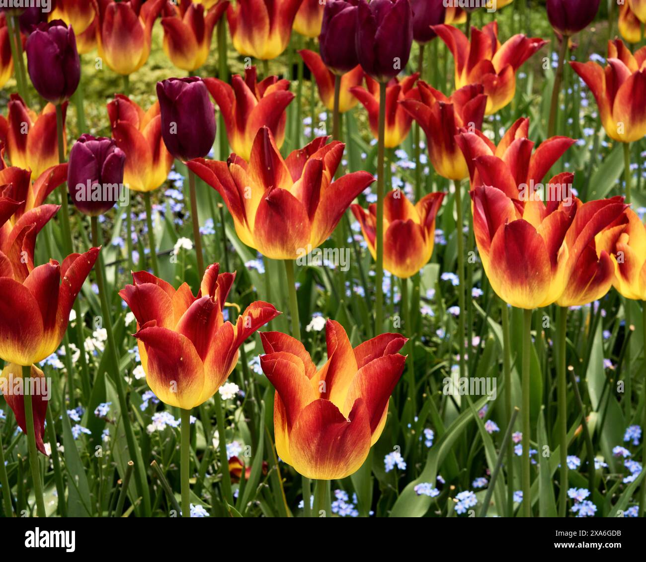 Einzigartige rote und gelbe Tulpen in einem Bett mit kleinen blauen Blumen in Butchart Gardens, Victoria, BC. Stockfoto