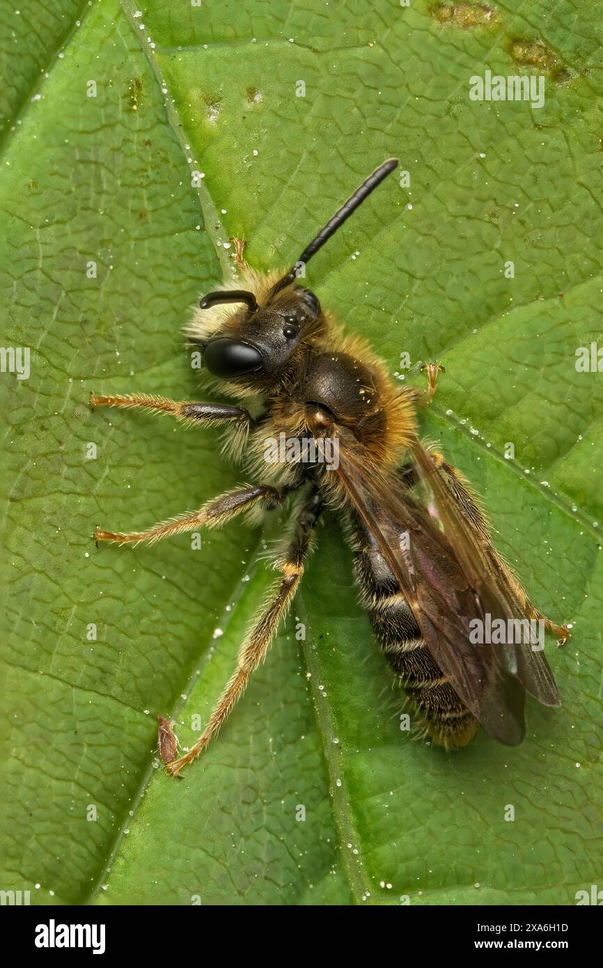 Eine Tawny Mining Bee (Andrena fulva), die auf einem Blatt thront und Nektar sucht Stockfoto