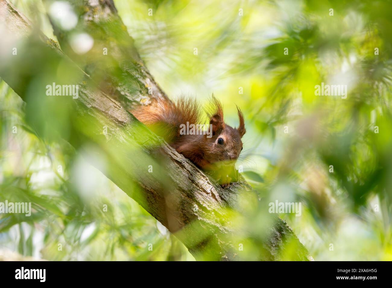 Ein rotes Eichhörnchen auf einem Baumzweig. Stockfoto