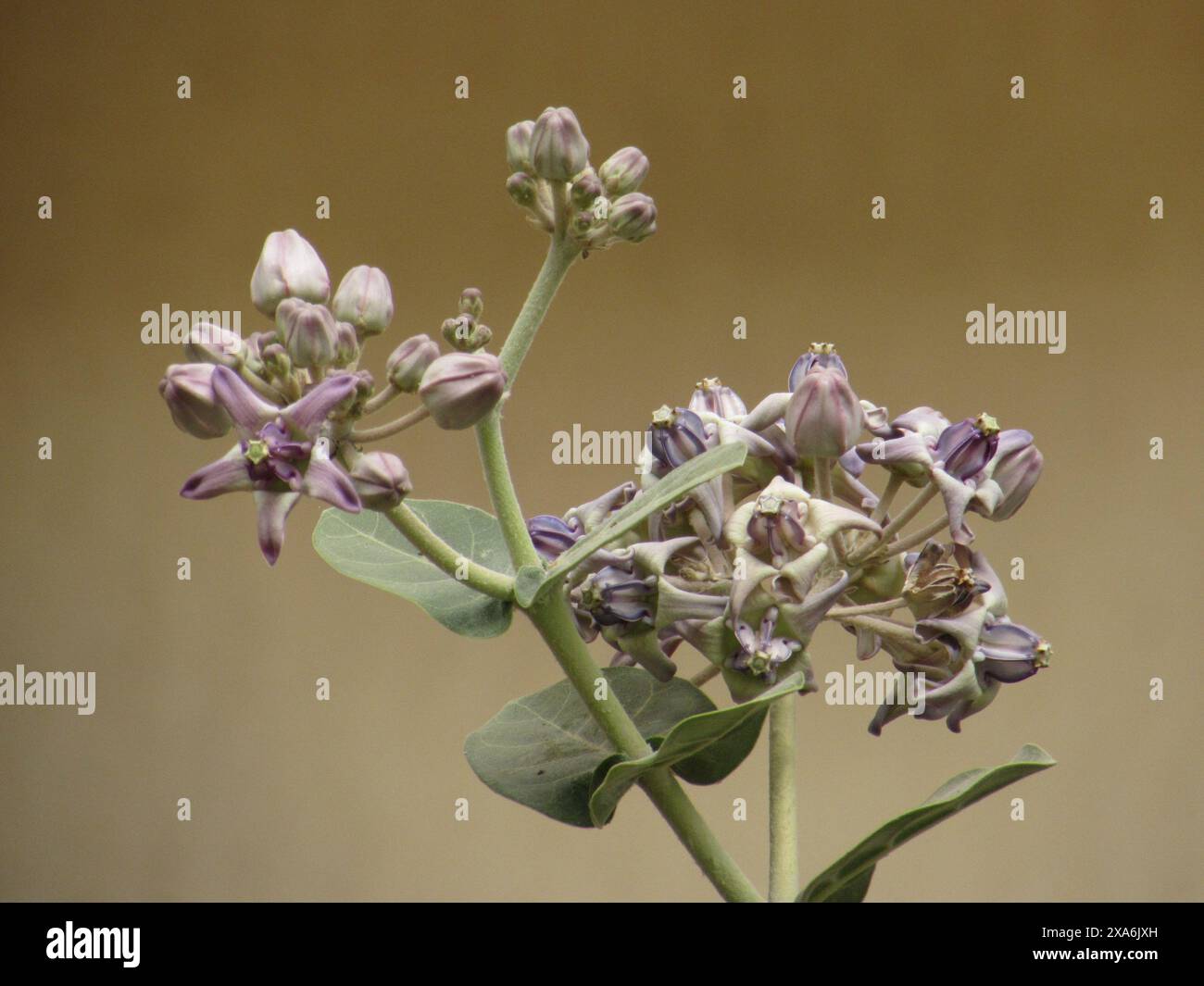 Eine winzige Pflanze sprießt aus einem Zweig in der Natur Stockfoto