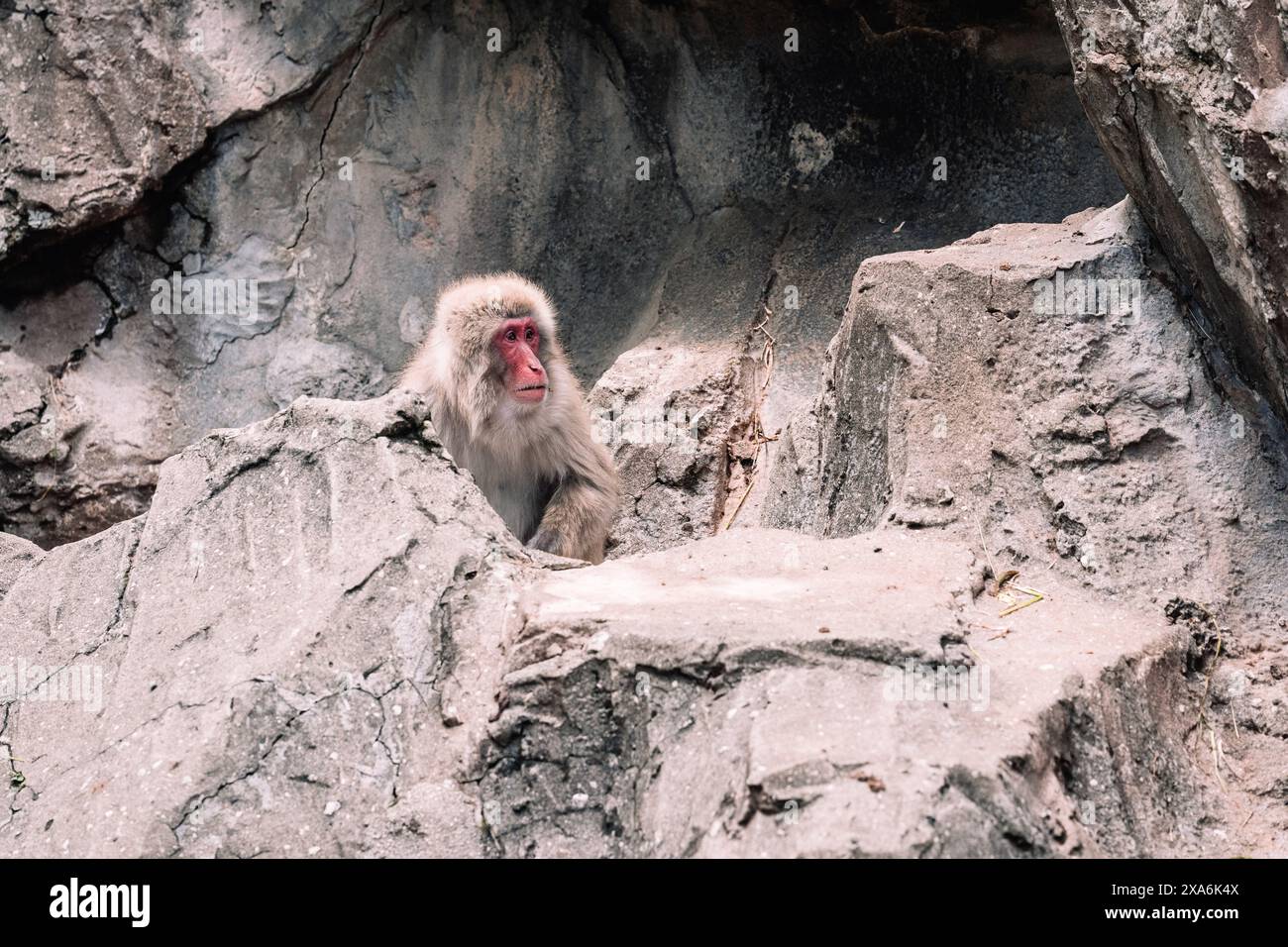 Ein Affe mit offenem Mund und ausgezogener Zunge auf Felsen. Stockfoto