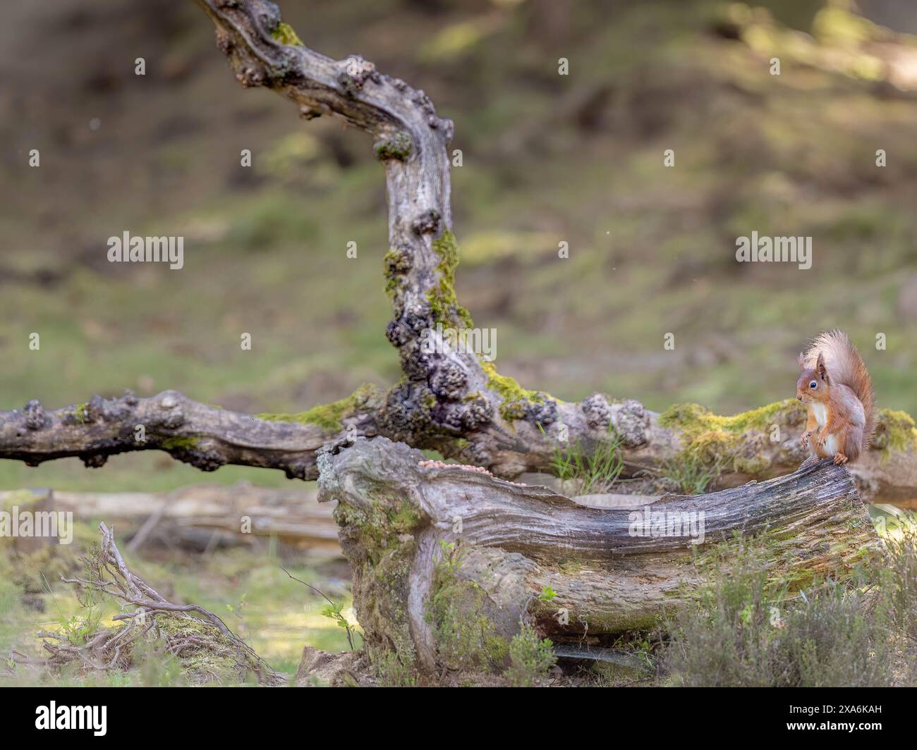 Ein rotes Eichhörnchen auf einem großen Baumstumpf im Wald. Stockfoto