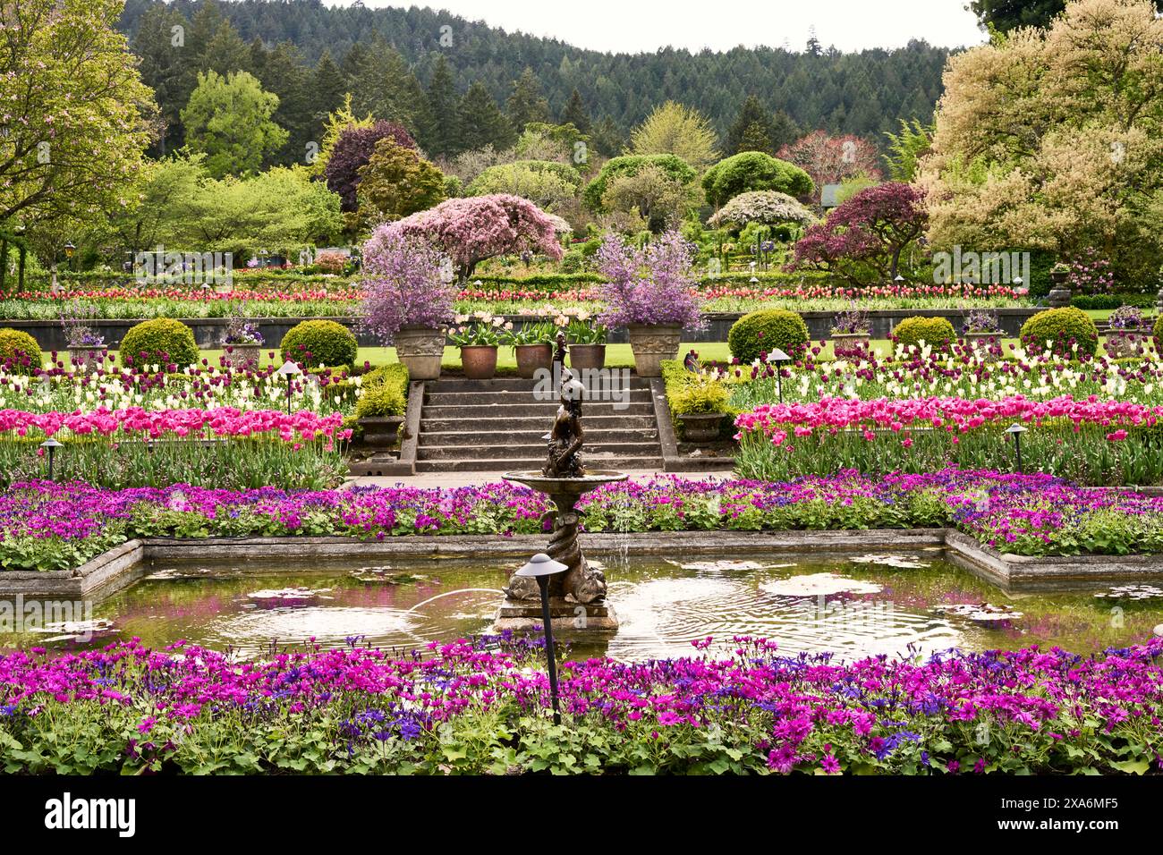 Frühling im Italienischen Garten, Butchart Gardens, mit der Statue des Quecksilbers, einem Teich und farbenfrohen Frühlingsgartenbeeten voller farbenfroher Blumen. Stockfoto