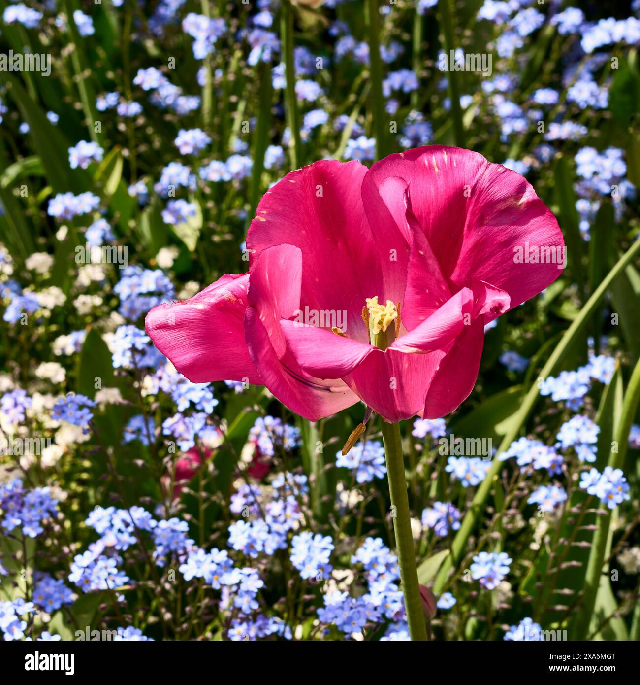 Nahaufnahme einer hellrosa Tulpe in einem Bett aus kleinen blauen Blumen in Butchart Gardens, Victoria. Stockfoto