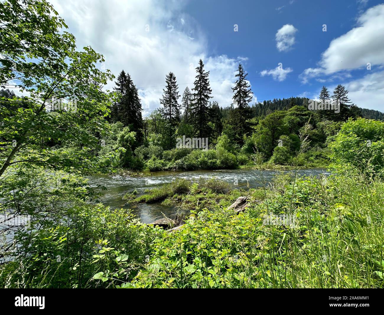 Das ruhige Wasser des Siuslaw River in Deadwood ODER umgeben von dichten grünen Bäumen und einem üppigen Wald Stockfoto