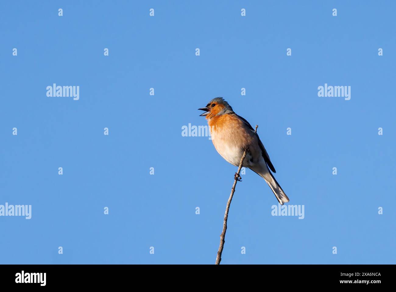 Ein gewöhnlicher Buchhalm (Fringilla coelebs) in seinem natürlichen Lebensraum. Stockfoto