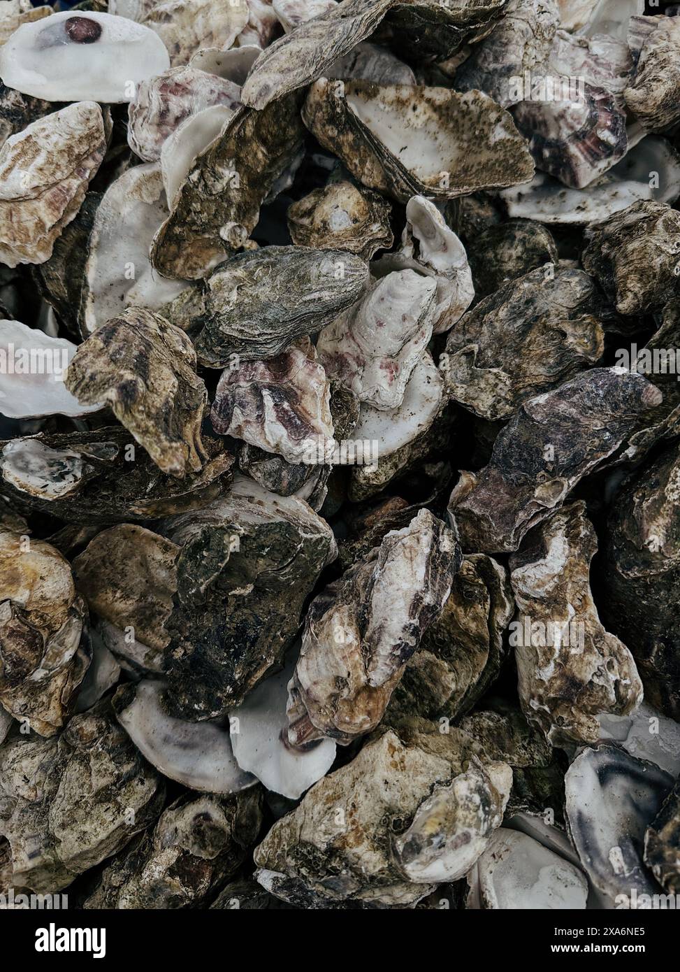 Viele Austernschalen Textur Hintergrund Stockfoto
