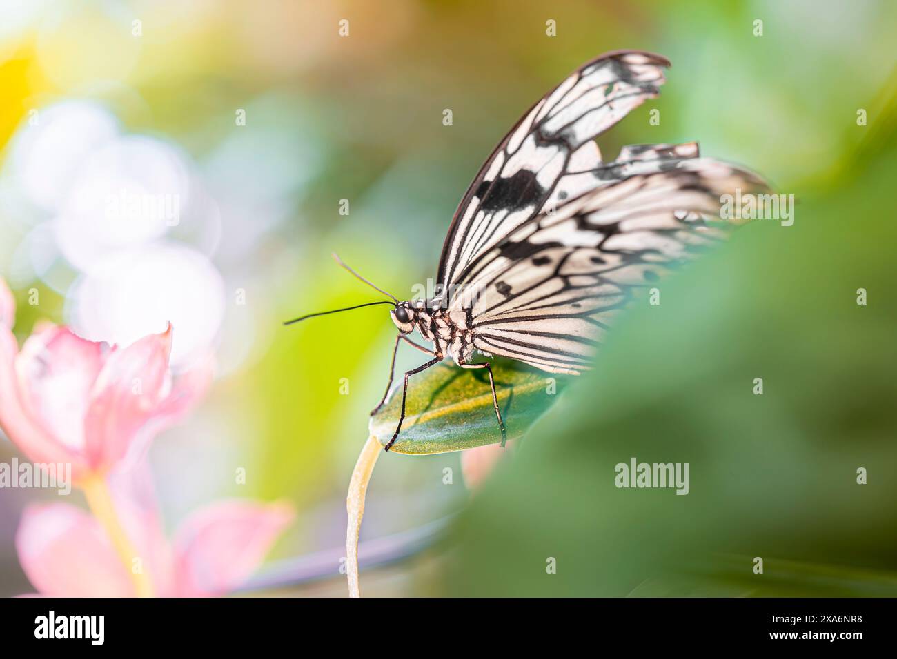 Ein Schmetterling auf Blättern und Blumen neben weiteren Blumen. Stockfoto