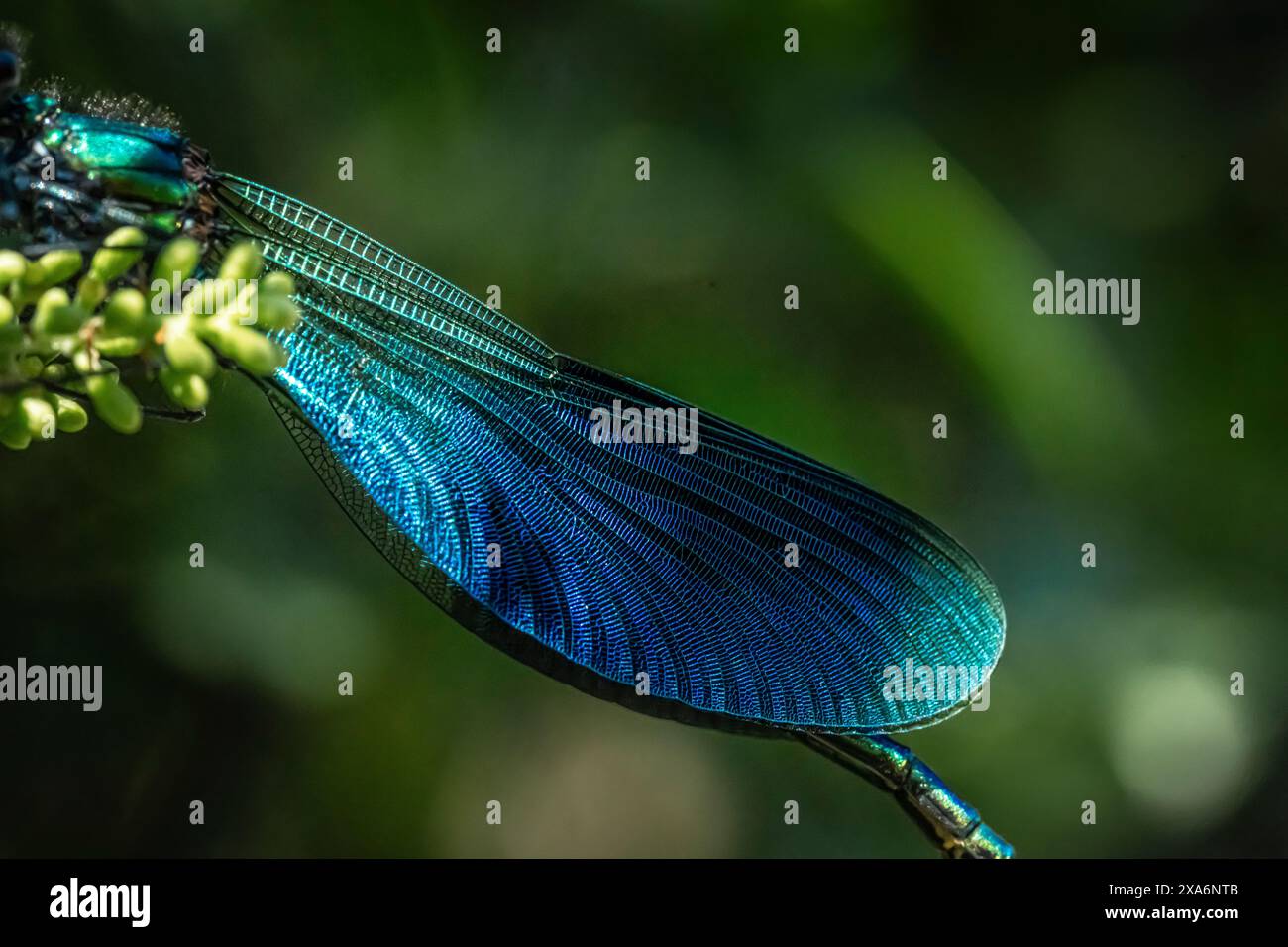 Eine blaue Libelle ruht auf einer Blume mit ausgestreckten Flügeln. Stockfoto