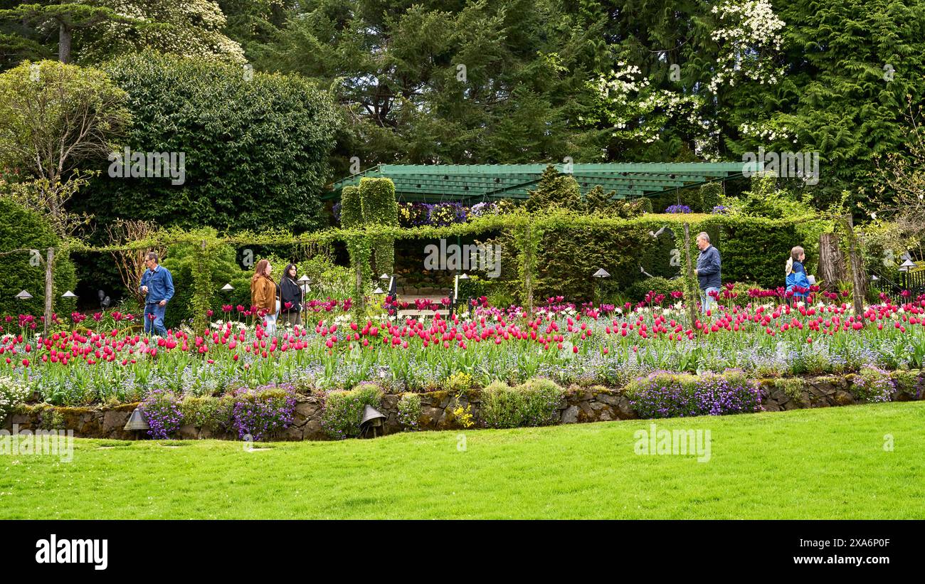 Menschen, die durch die atemberaubenden Tulpenbetten in Butchart Gardens, Victoria, wandern. Stockfoto