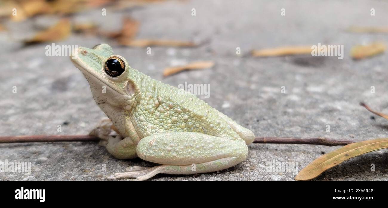 Ein weißer Frosch, der auf einer Steinplatte in der Nähe von Blättern thront Stockfoto