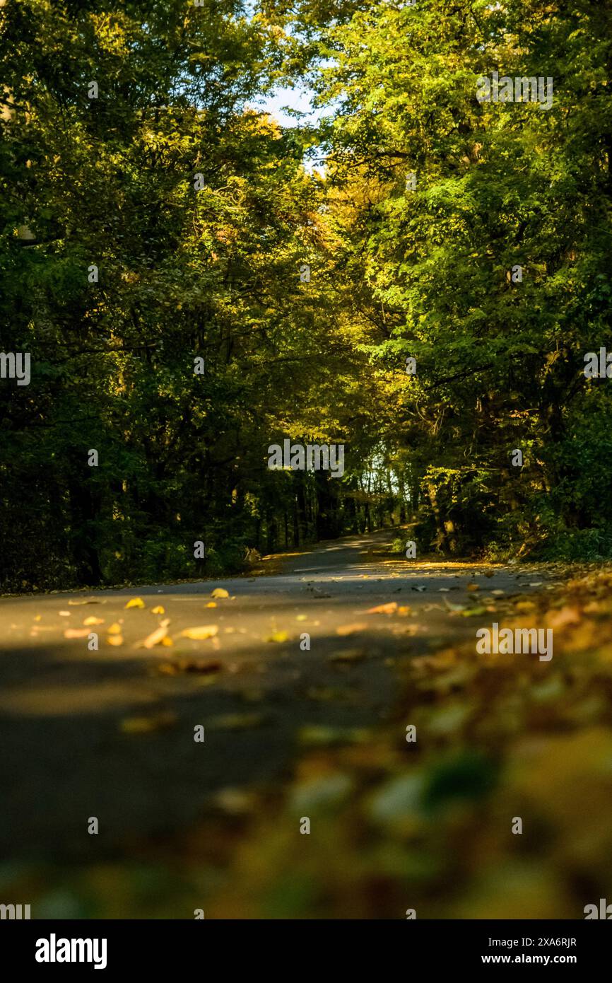 Ein malerischer Blick auf Bucium-Wälder in der Nähe von Iasi, Rumänien Stockfoto