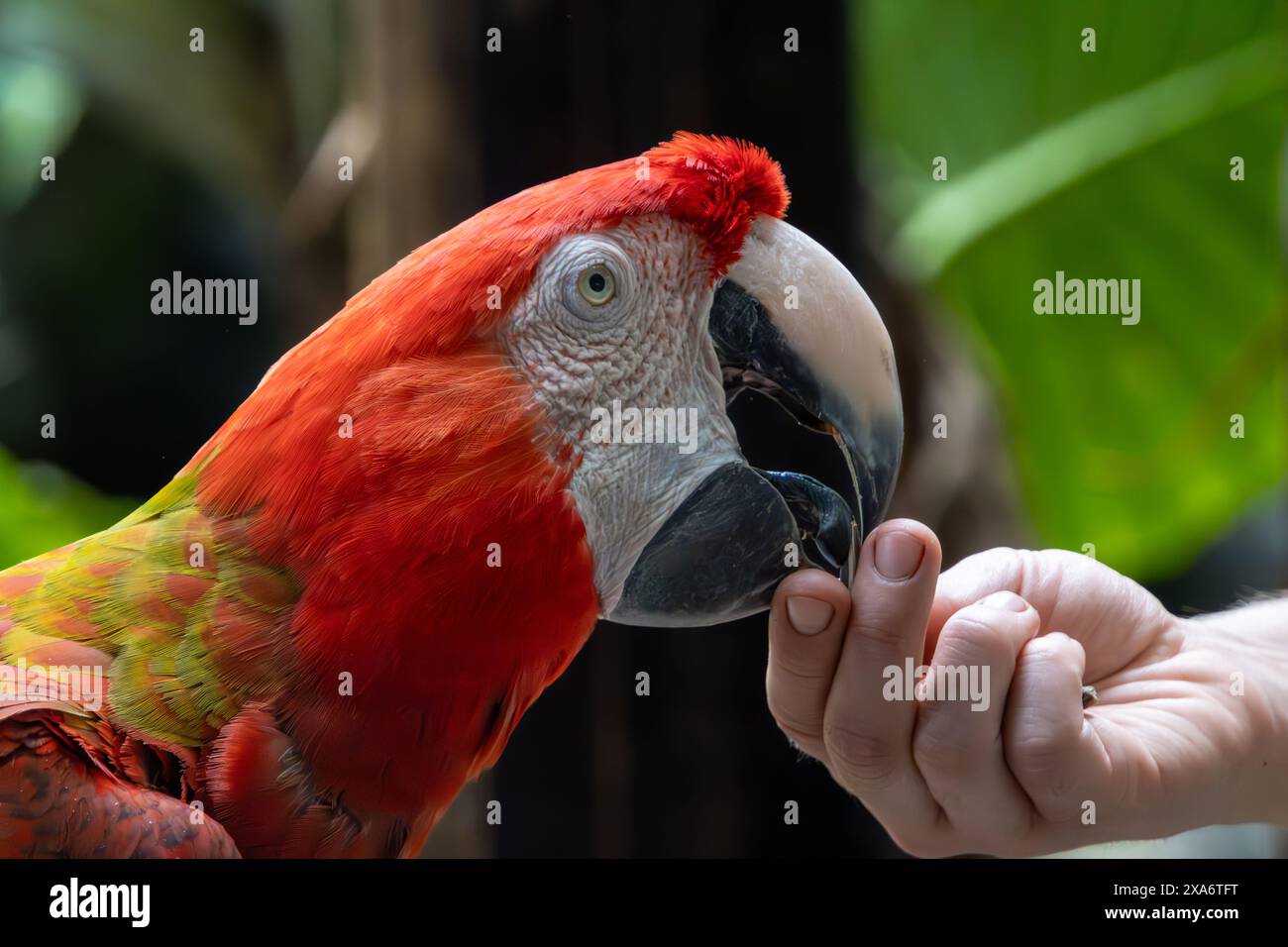 Eine Person, die einen bunten Ara (Ara) mit roten und grünen Federn füttert Stockfoto