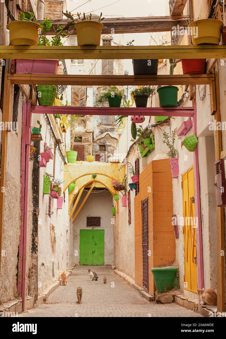 Die streunenden Katzen in einer bunten Gasse in Fès, Marokko Stockfoto