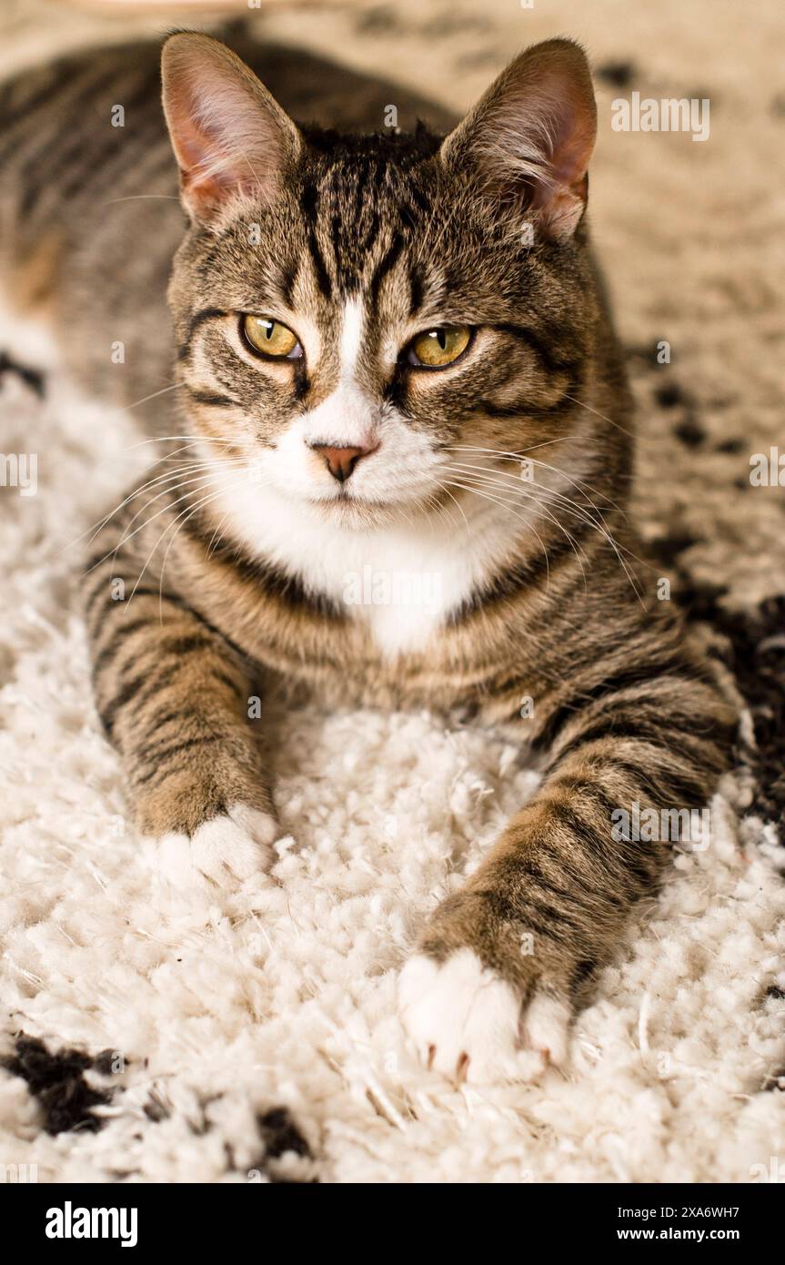 Eine Katze, die auf einem weißen Teppich neben einem Garnknäuel liegt Stockfoto