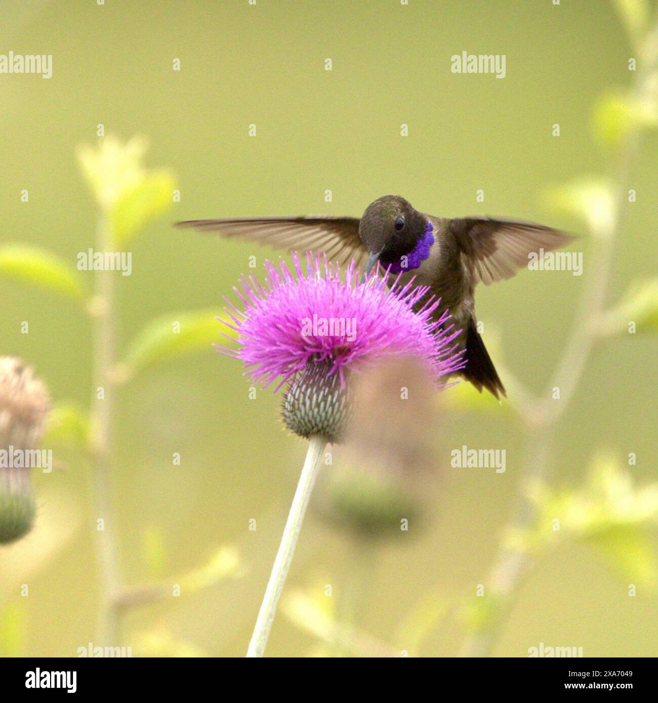 Ein schwarzköpfiger Kolibri, der sich von einer Histelblüte ernährt. Stockfoto