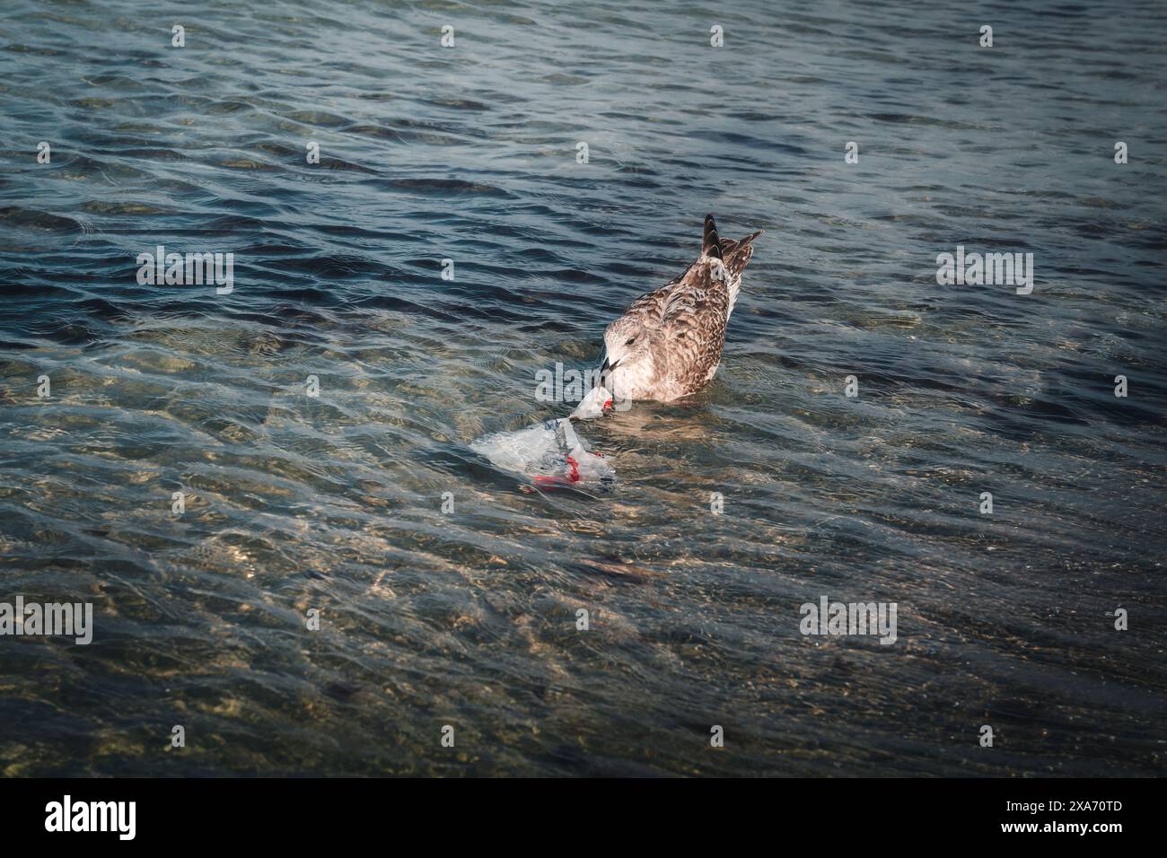 Eine Ente schwimmt mit einer Plastikflasche im Schnabel in einem Teich Stockfoto