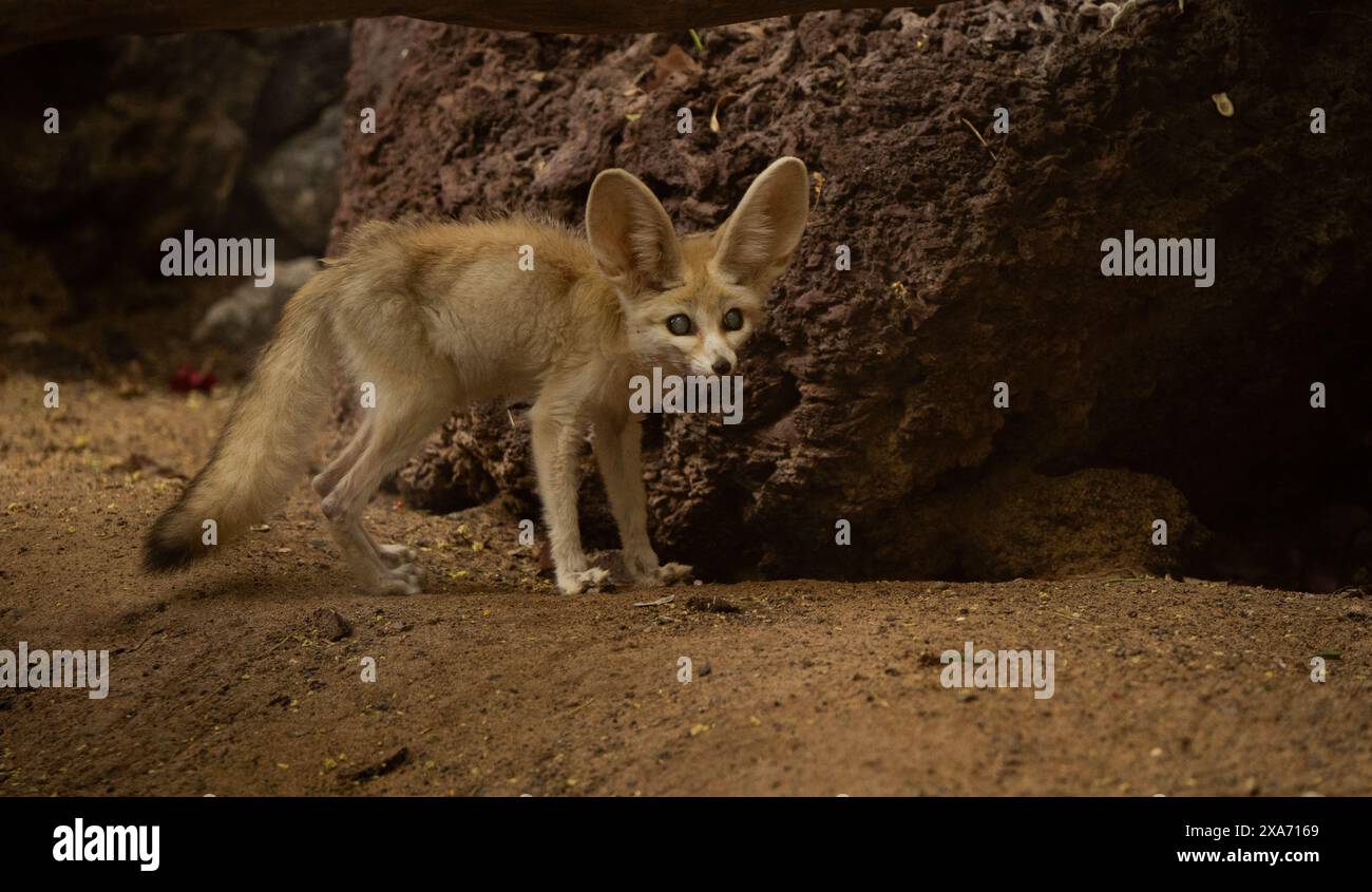 Ein bezaubernder Fennec-Fuchs mit übergroßen Ohren und neugierigen Augen, der den verspielten Geist der Wüste verkörpert Stockfoto