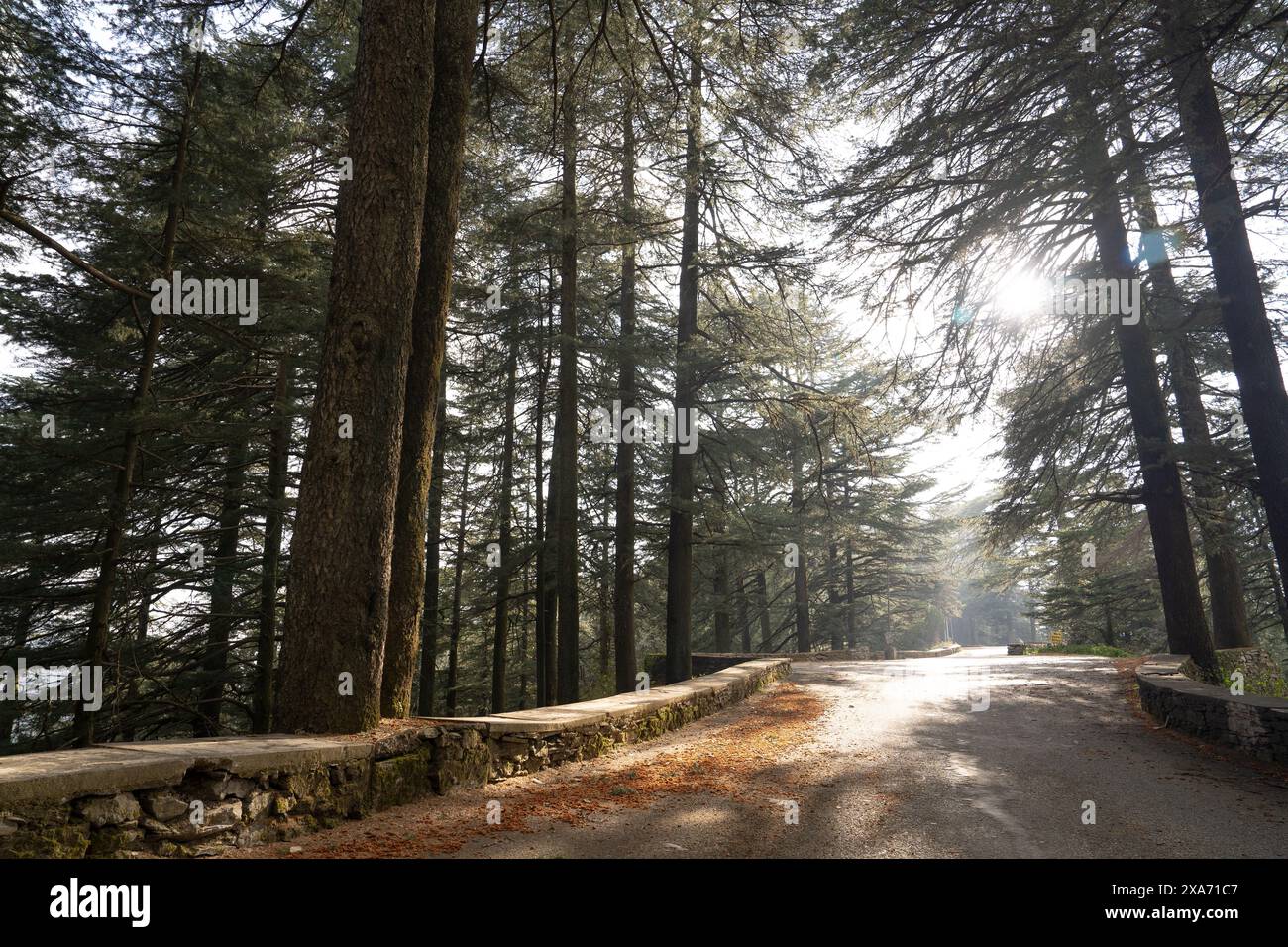 Malerische Chail Palace Road in Himachal Pradesh, Indien, mit Bäumen und einem atemberaubenden Sonnenuntergang. Stockfoto