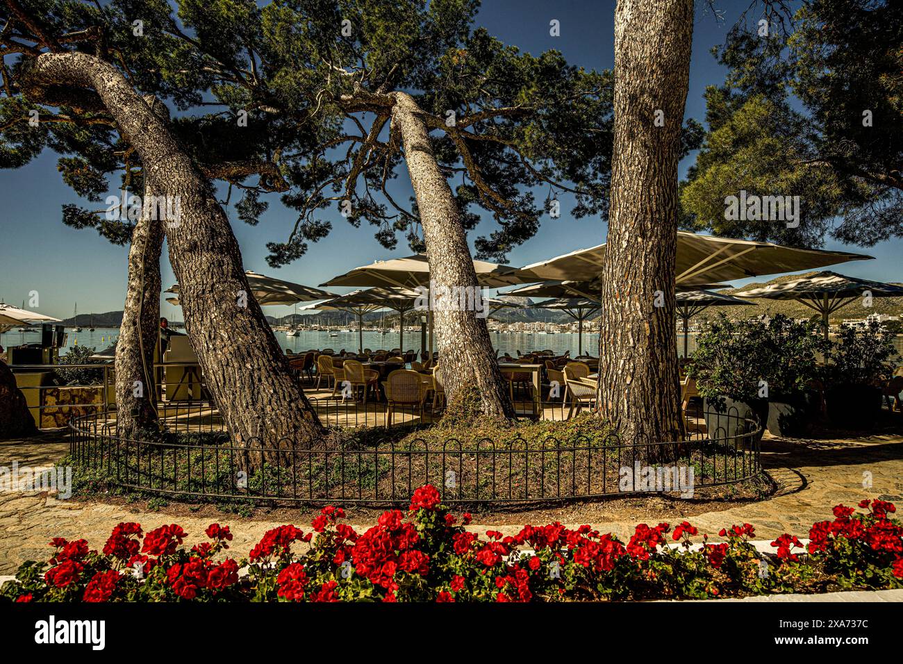 Gastronomie im Pine Walk, im Hintergrund Port de Pollenca, Mallorca, Spanien Stockfoto