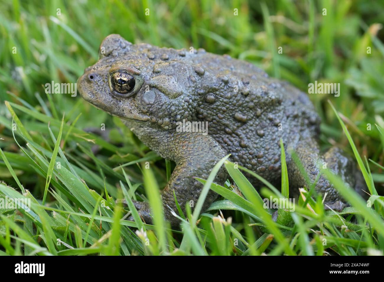 Detaillierte Nahaufnahme einer erwachsenen Westernkröte, Anaxyrus oder Bufo boreas, die auf dem Gras sitzen Stockfoto