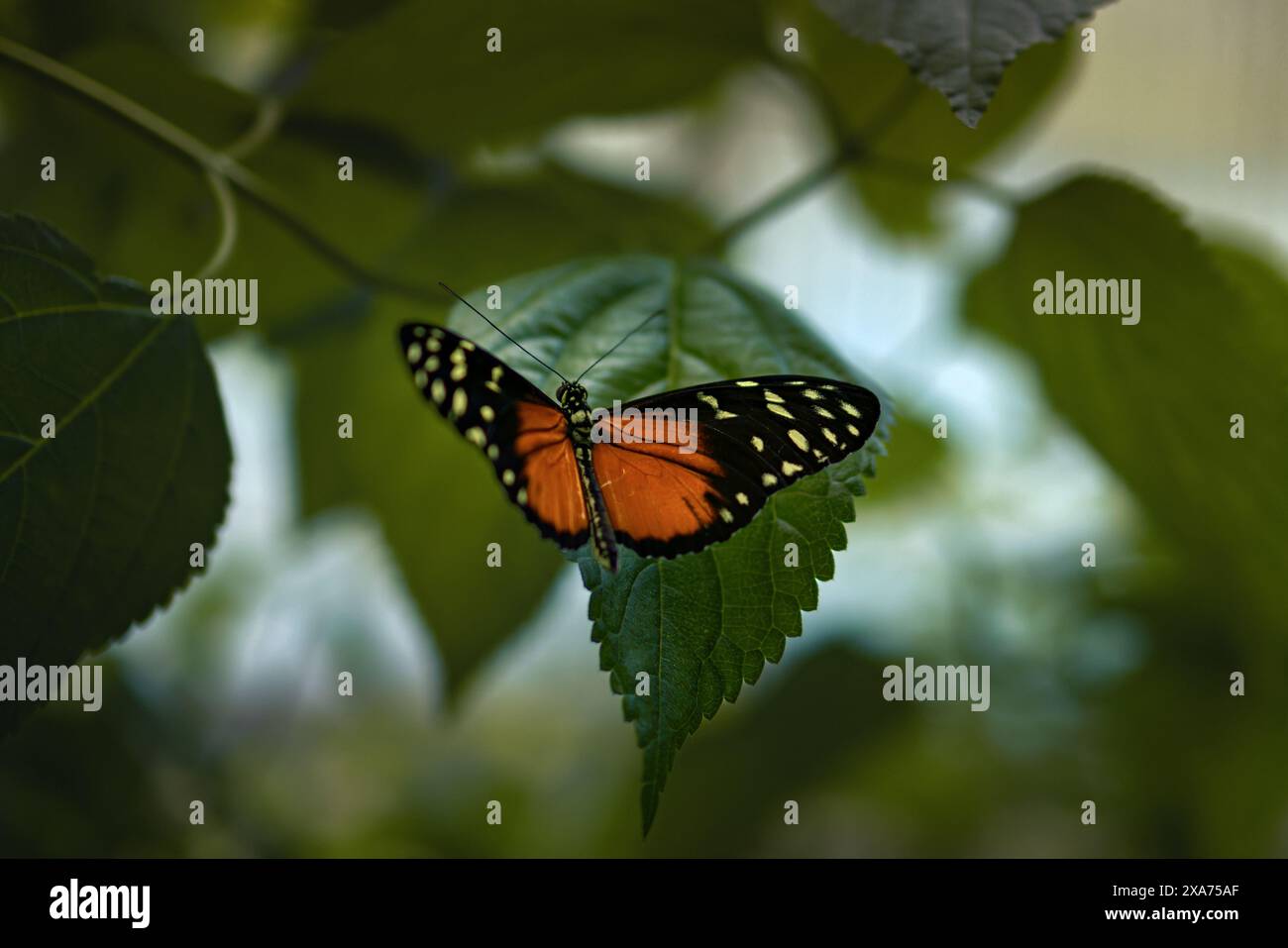 Ein lebendiger Tithorea-Schmetterling, der auf einem grünen Blatt zwischen Laub thront Stockfoto