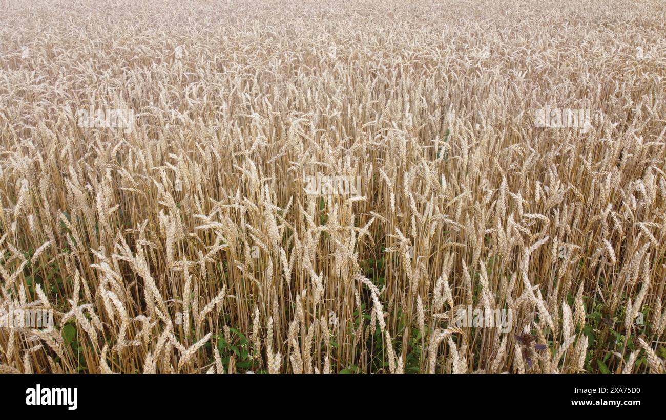 Große Weizenohren wachsen auf einem Feld neben Wasser Stockfoto