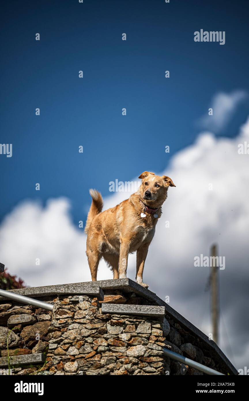 Dogs Guard Property, Lake Orta ist ein norditalienischer See im norditalienischen Lago d'Orta oder Cusio, Region Piemont, Italien, Europa Stockfoto