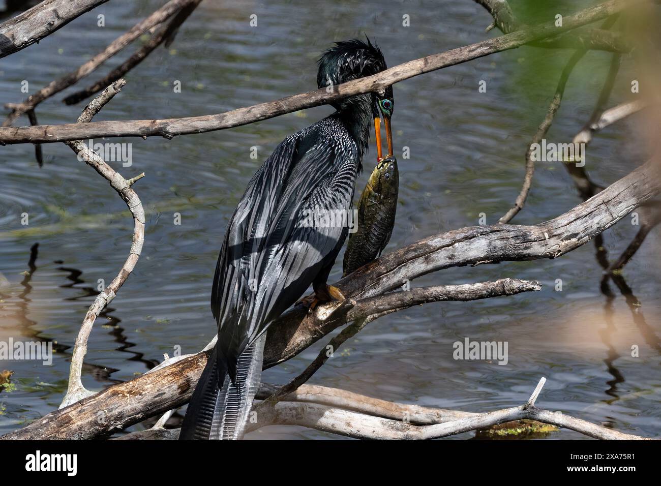 Anhinga (Anhinga anhinga) am Apopka Lake, Florida. Große grüne Fische im Schnabel. Stockfoto