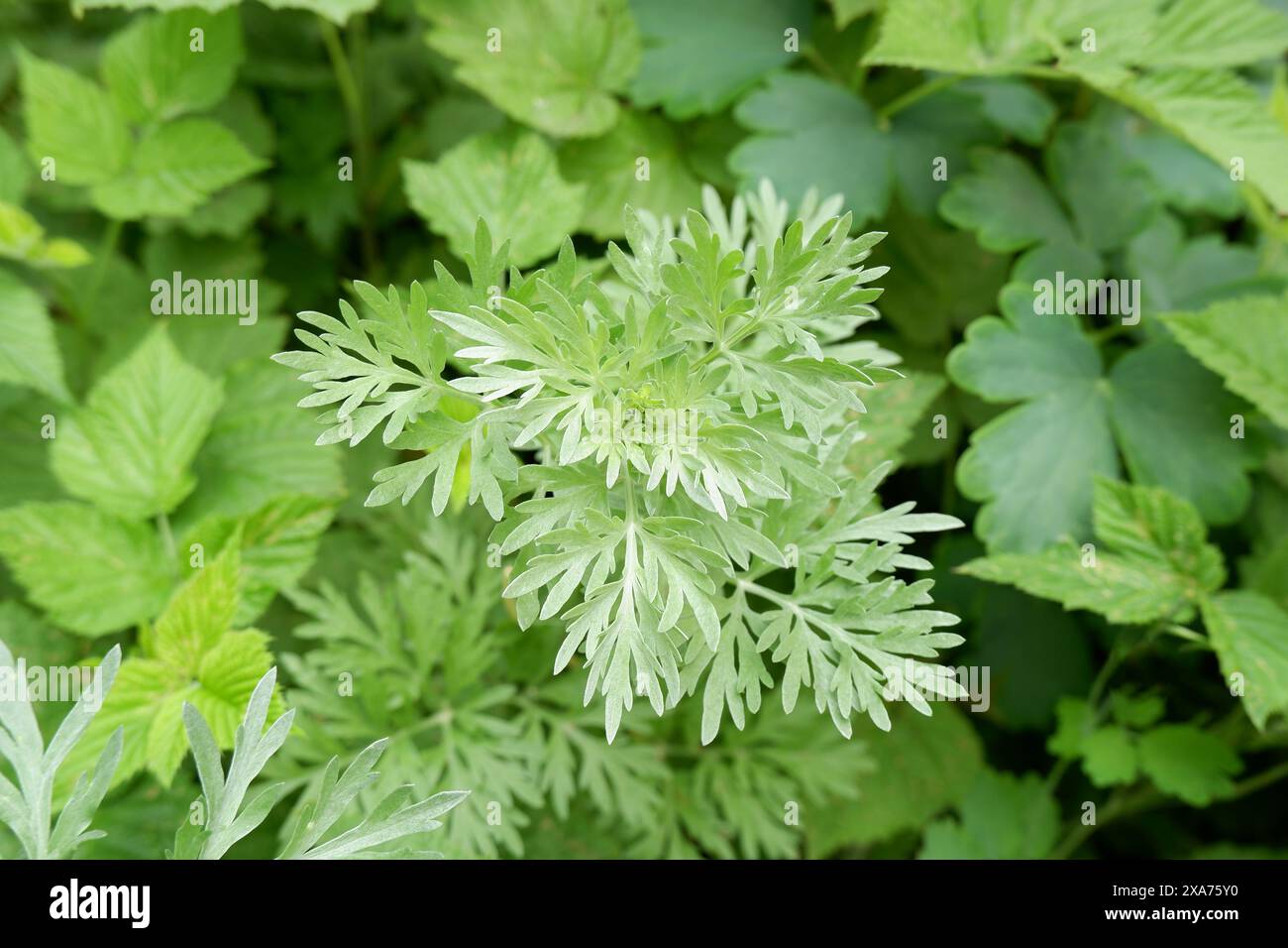 Bild grüner Wermut-Zweige. Fleabane-Werk Stockfoto