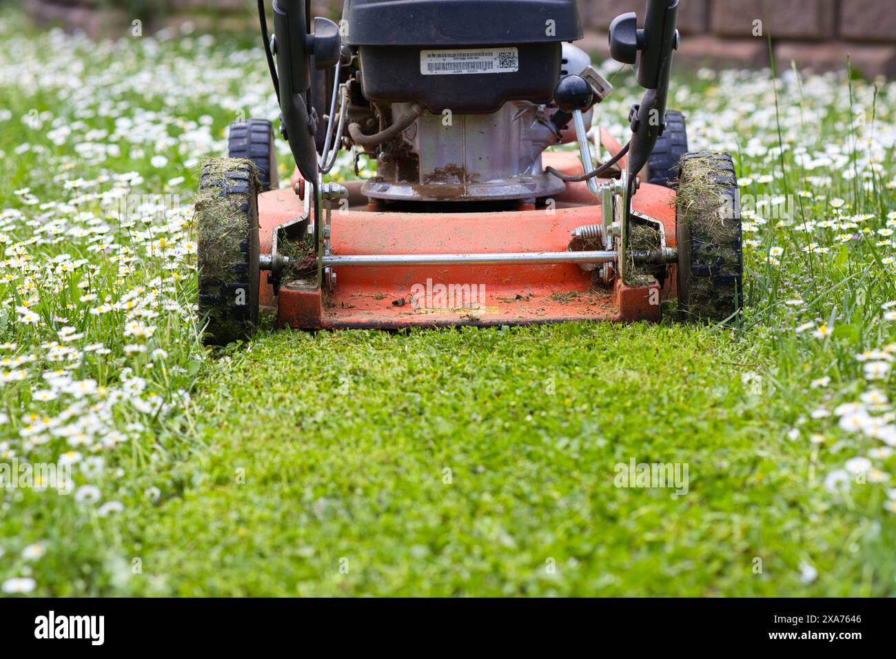 Hellorangefarbener Rasenmäher mit einer kleinen Menge geschnittenem Gras Stockfoto